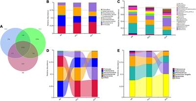 Development of the gut microbiota in healthy twins during the first 2 years of life and associations with body mass index z-score: Results from the Wuhan twin birth cohort study